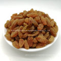 Pure Natural Color Raisin Cheap Price for Export